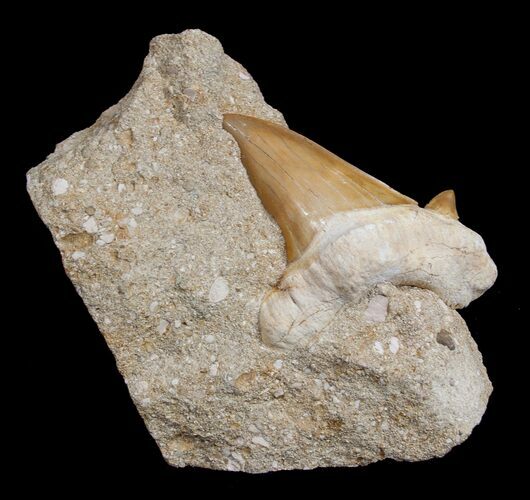 Large Fossil Otodus Shark Tooth In Matrix #1718